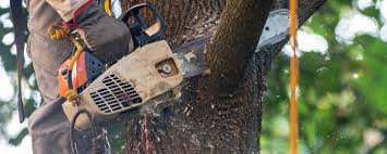 Why Choose Our Tree Removal Services in Ellport, PA?