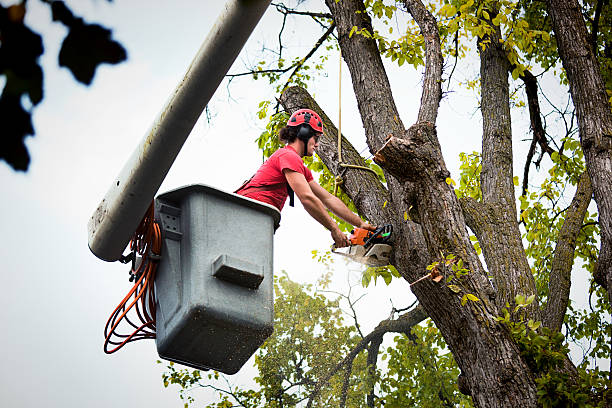 Best Tree Mulching Services  in Ellport, PA